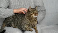 Kocie oznaki miłości: 10 sekretów, które pomogą ci zrozumieć twojego pupila