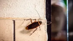 Rośliny przeciw karaluchom: zieloni pomocnicy, którzy pomogą pozbyć się problemu