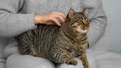 Kocie sygnały: jak rozszyfrować znaki, które mówią, że Twój pupil potrzebuje uwagi