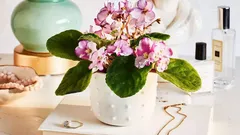 Dlaczego zimą warto rzadziej podlewać rośliny doniczkowe – odpowiedź ogrodnika