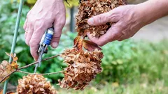 Czego nie wolno przycinać w grudniu: ekspert wskazał 5 roślin