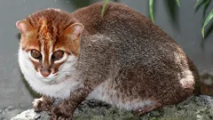 W Tajlandii znaleziono niezwykle rzadkie dzikie koty – uważano je za wymarłe od 30 lat