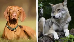 Dlaczego dzikie zwierzęta nie mają opadających uszu: wyjaśnienie naukowców cię zaskoczy