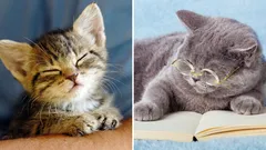 Ile lat naprawdę ma twój kot: sposób na poznanie dokładnego wieku w ludzkich latach