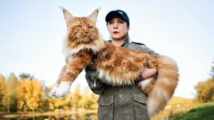 Psy kontra koty: te rasy mogą wyjść zwycięsko z odwiecznego starcia