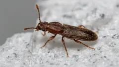 Dlaczego w mące pojawiają się robaki i jak się ich pozbyć: prosty sposób od ekspertów