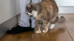 Kot ociera się o nogi właściciela nie bez powodu: co oznacza ten sygnał?