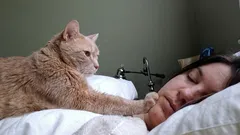 Żywy budzik z pazurami: dlaczego koty ciągle budzą swoich opiekunów rano