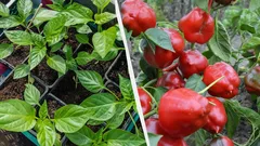 Te rośliny wysiewa się na rozsadę właśnie teraz: dlaczego trzeba zdążyć do końca stycznia