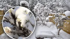 Zagrożenie pod białą kołdrą: kiedy zbyt duża ilość śniegu może zaszkodzić roślinom