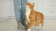 Dlaczego koty rzucają się pod nogi: eksperci podali naukowe wyjaśnienie