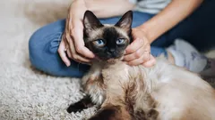 Tajemnice kociej duszy: te 3 rasy są zdolne do bezgranicznej wierności