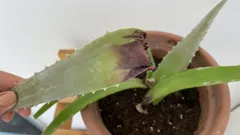 Dlaczego aloes wysycha i jak go uratować: 7 prostych kroków od ogrodnika