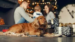 Co robić, gdy pies boi się noworocznych fajerwerków: 5 porad behawiorysty