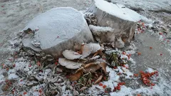 Pnie na działce znikną same: 3 najlepsze sposoby bez użycia traktora